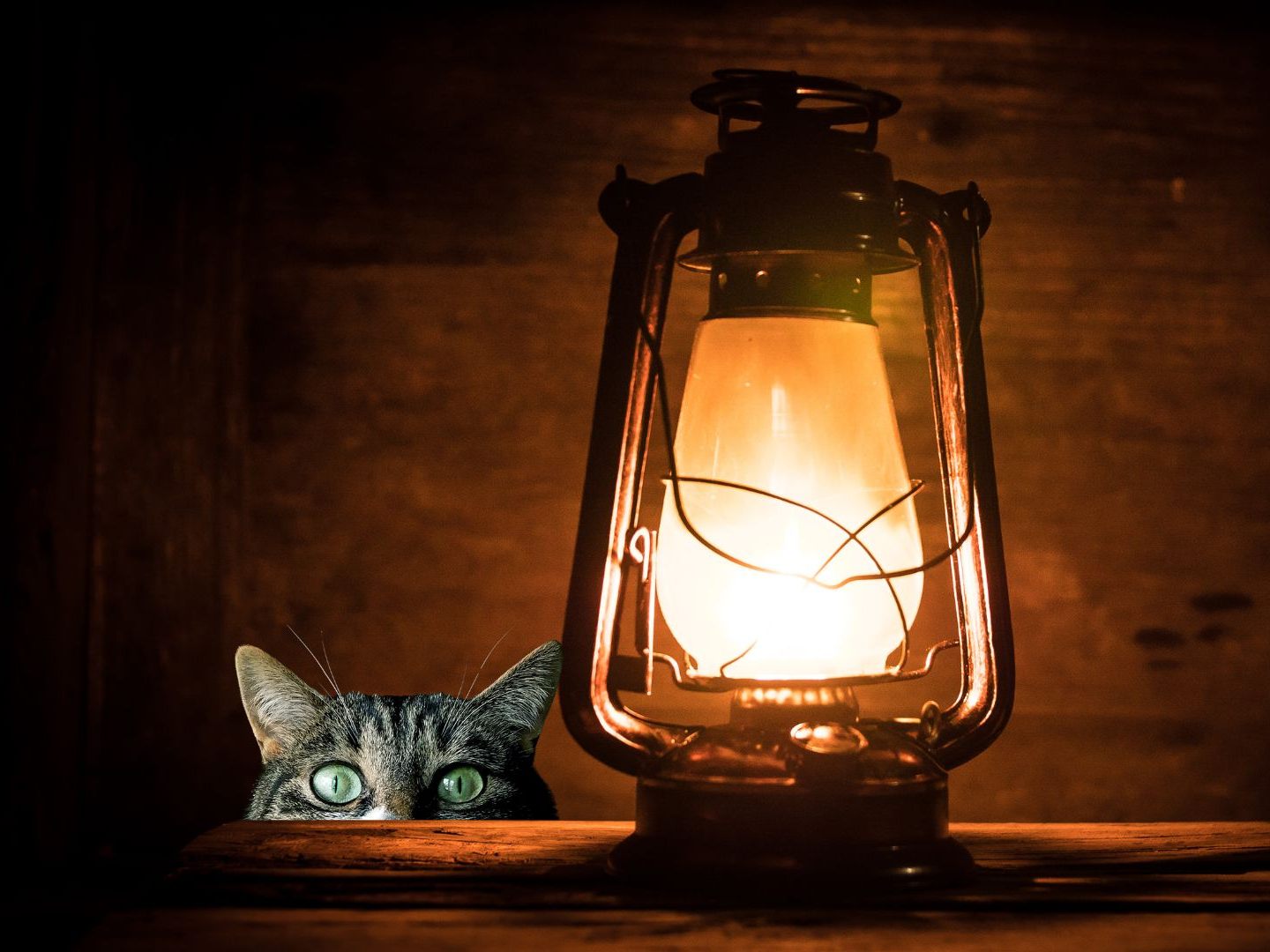Eine Katze dürften einen Brand ausgelöst haben, der einen Schaden von einer halben Million Euro verursachte. Eine Katze dürften einen Brand ausgelöst haben, der einen Schaden von einer halben Million Euro verursachte.