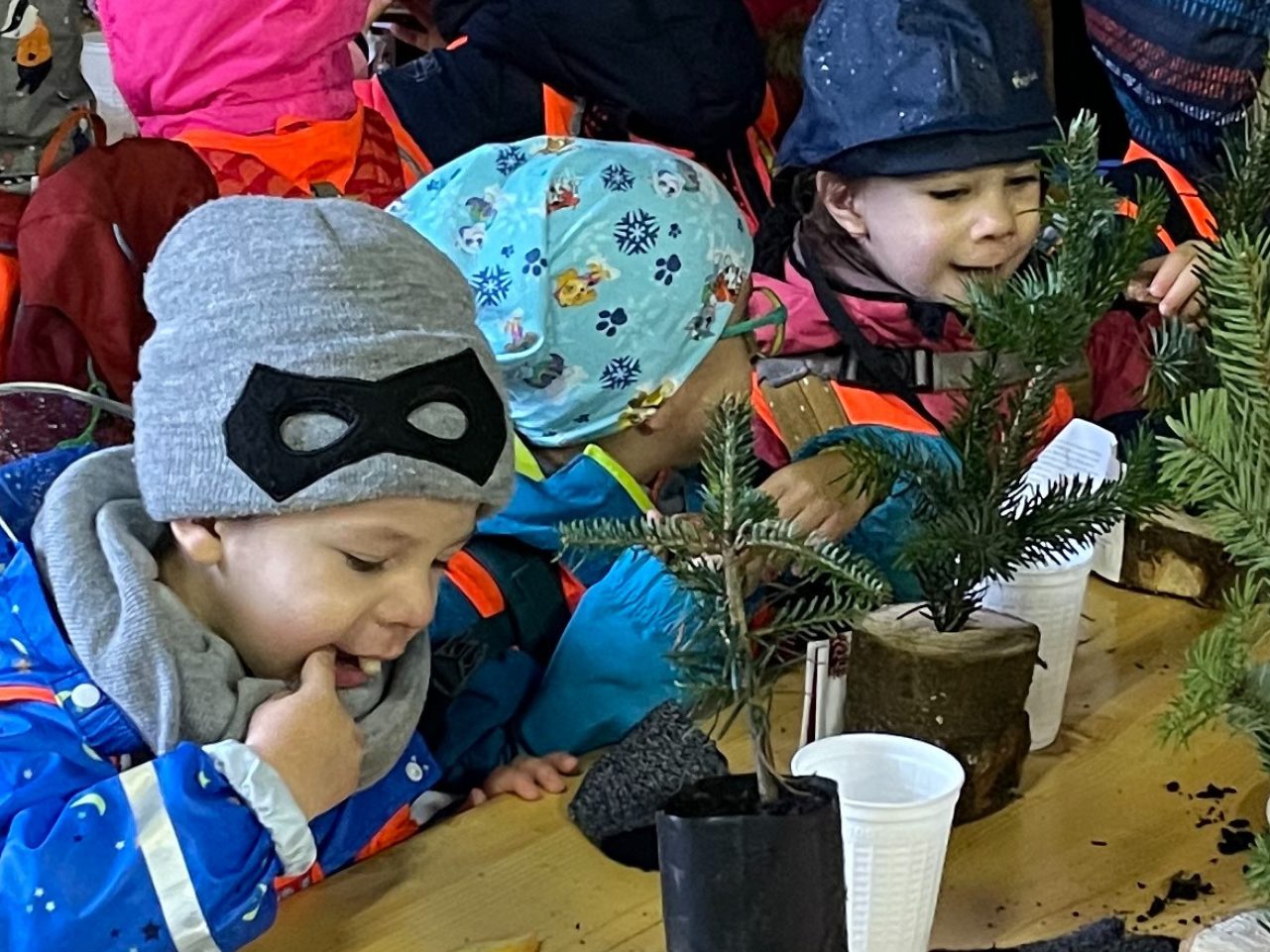 Kinder lernen, wo die heimischen Christbäume herkommen. Kinder lernen, wo die heimischen Christbäume herkommen.