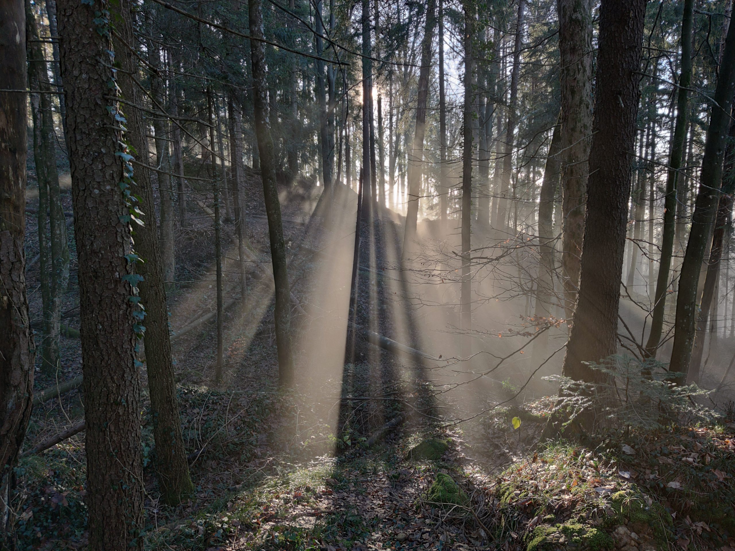 Der Nebel machte die einzelnen Sonnenstrahlen sichtbar.