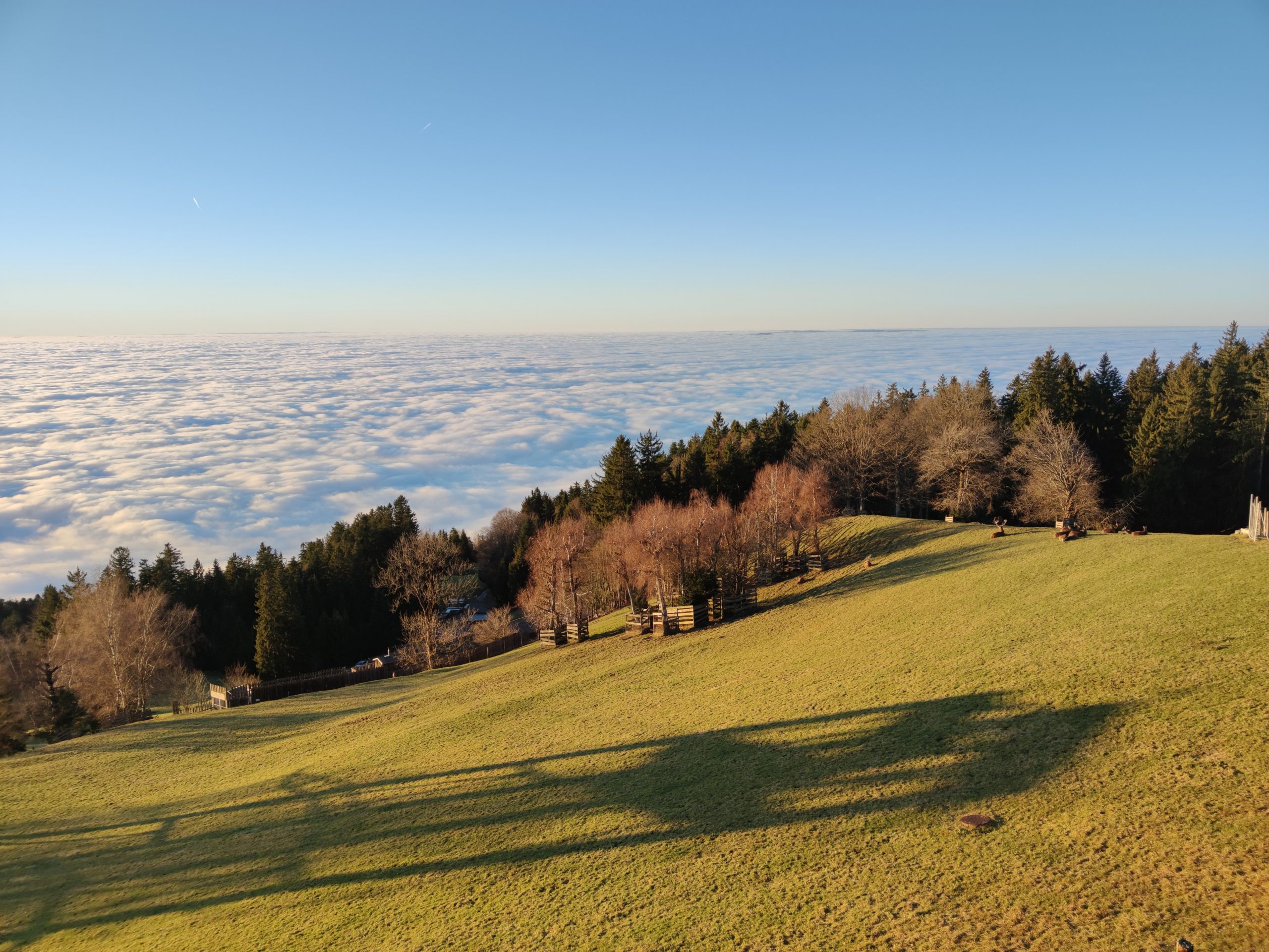 In der Ferne sonnten sich die Hirsche auf der Wiese.