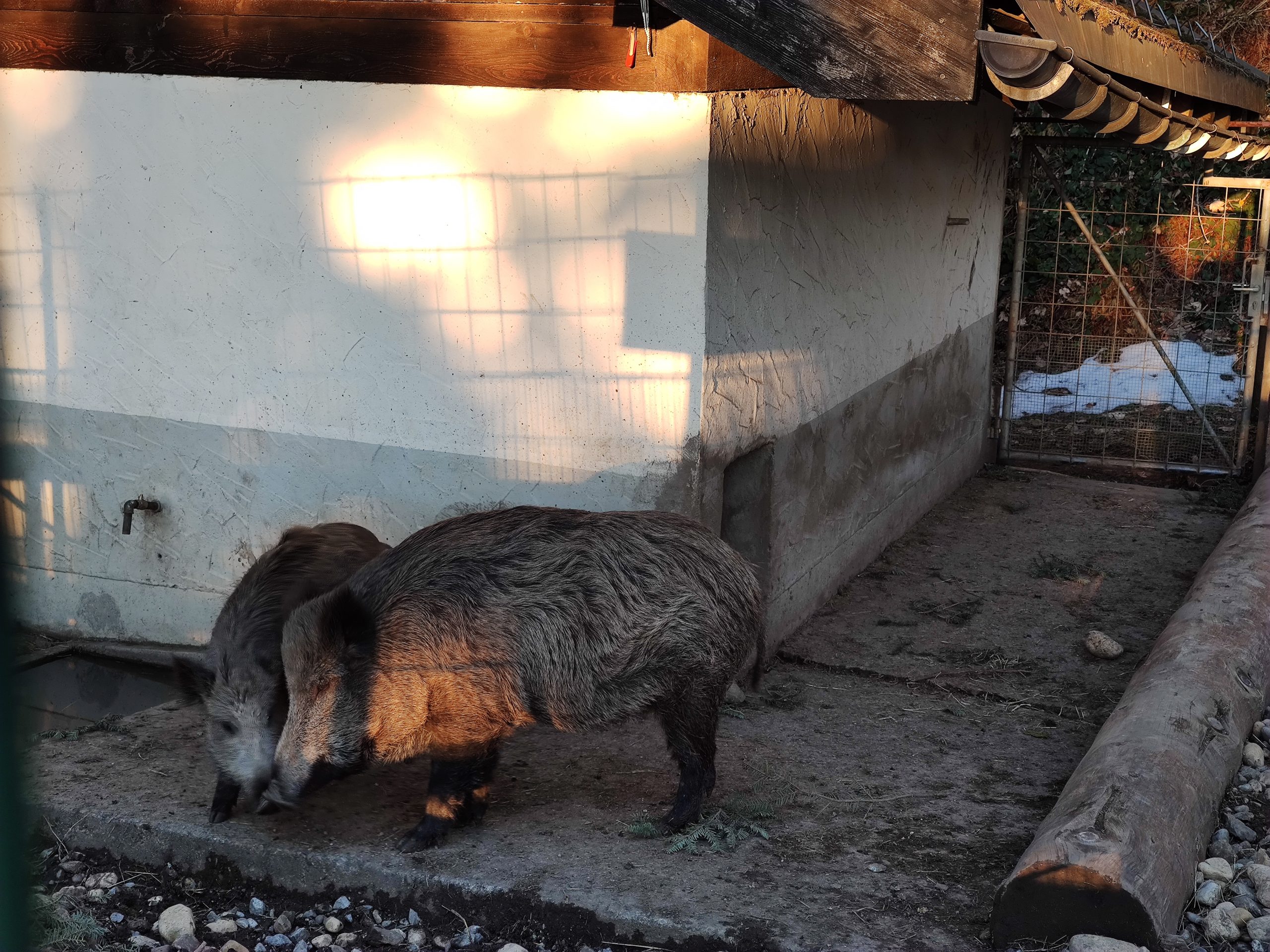 Die Wildschweine des Tierparks in ihrem Gehege.