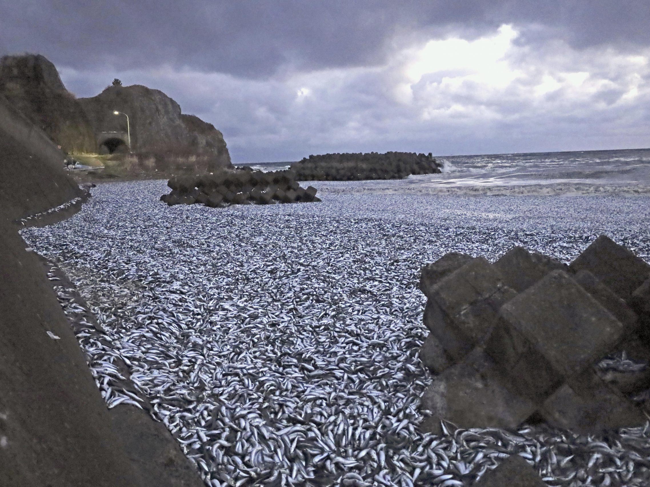 Über 1200 Tonnen tote Fische in Japan angespült. Über 1200 Tonnen tote Fische in Japan angespült.