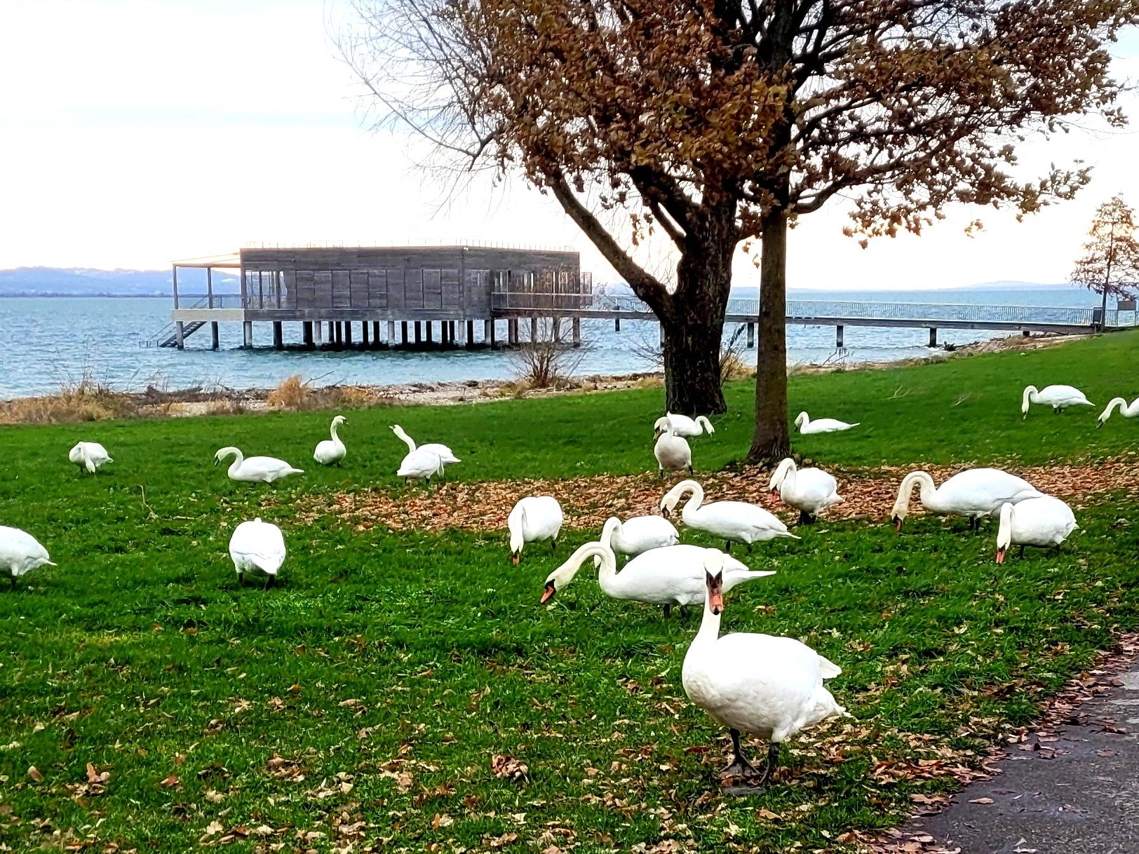 Stolze Bodenseeschwäne grasen auf den Liegewiesen am heimischen Bodenseeufer als beliebtes Fotomotiv der Spaziergänger. Stolze Bodenseeschwäne grasen auf den Liegewiesen am heimischen Bodenseeufer als beliebtes Fotomotiv der Spaziergänger.