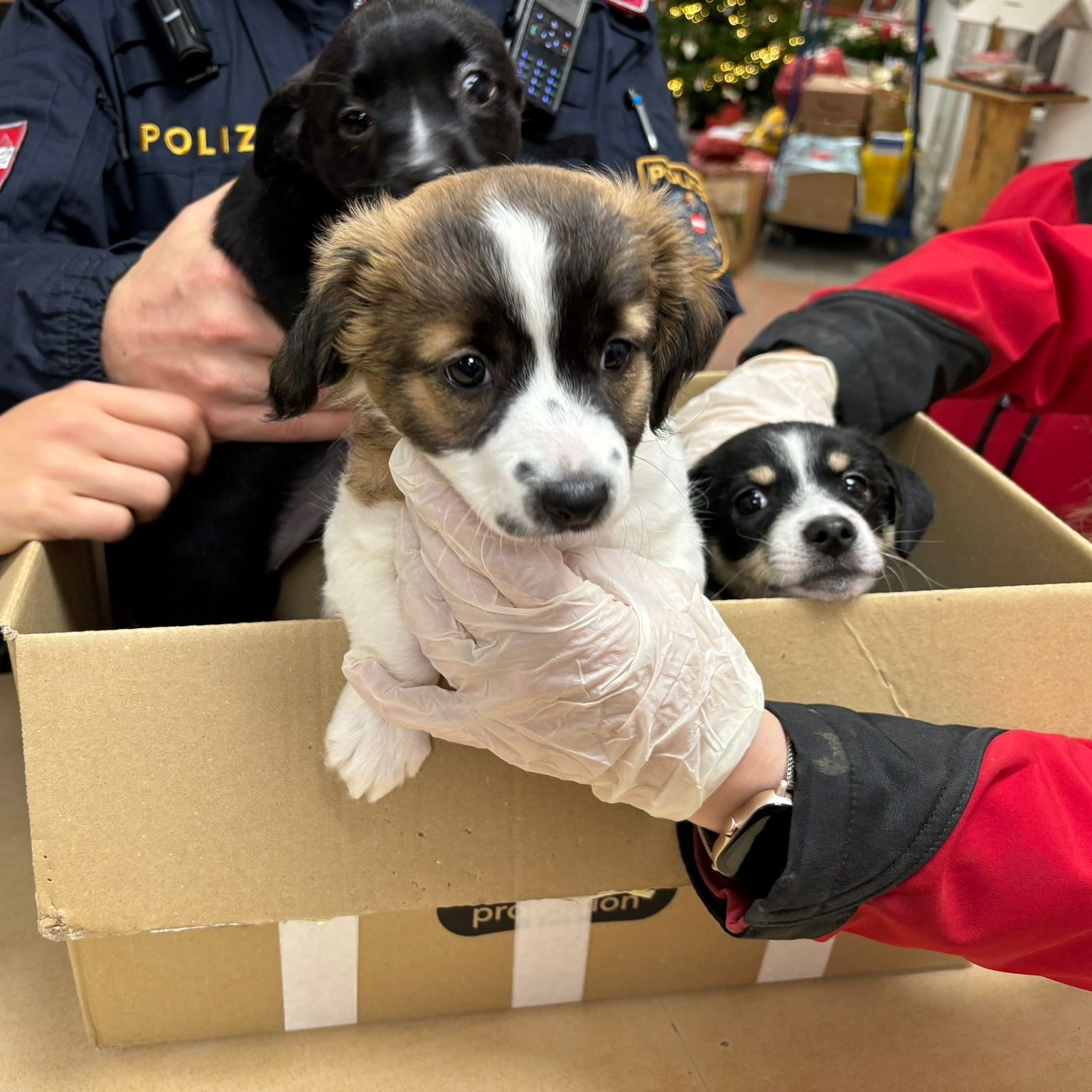 Die Polizei entdeckte die drei kleinen Welpen in einem Karton.