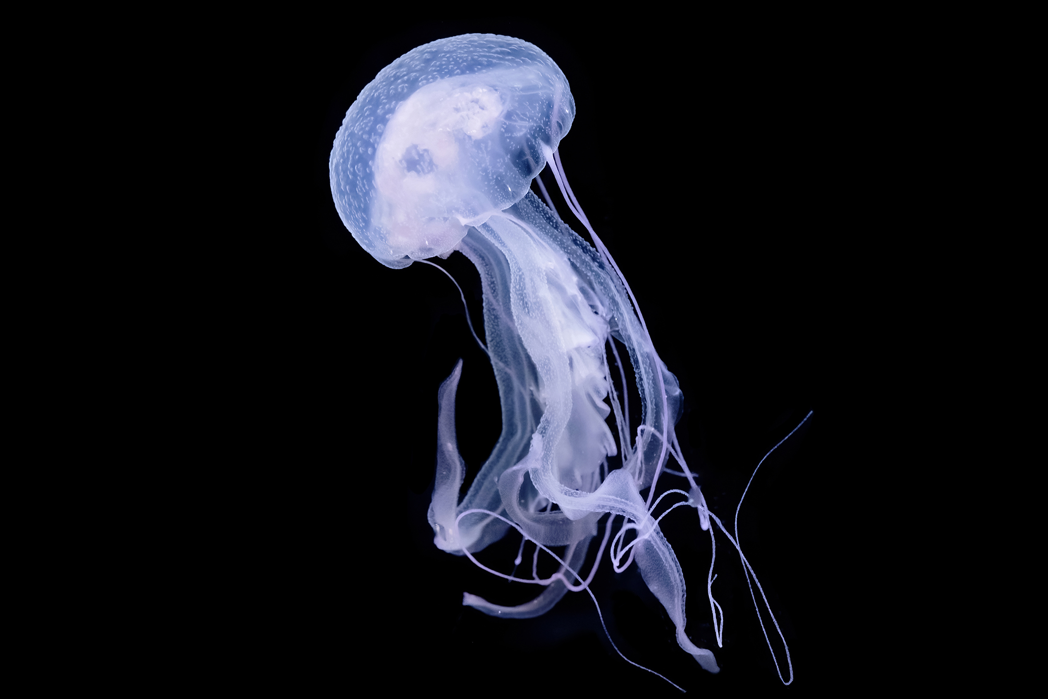 Pazifische Leuchtquallenart ‚Pelagia panopyra‘