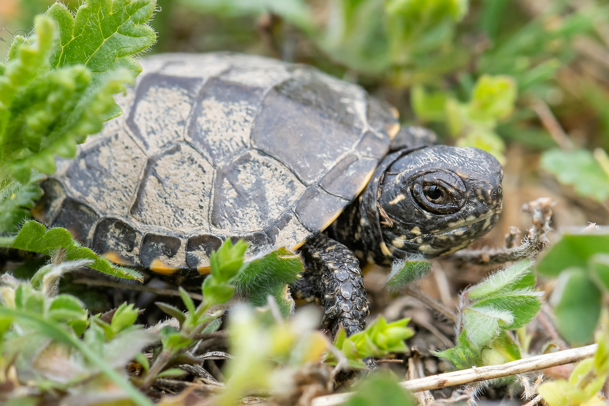 Sumpfschildkröten-Jungtier im Nationalpark Donau-Auen
