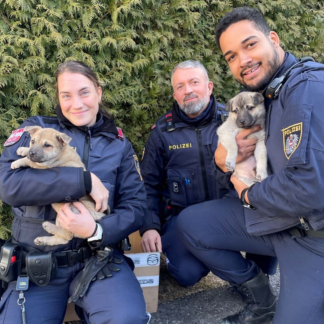In Perchtoldsdorf wurden zwei ausgesetzte Welpen gefunden.