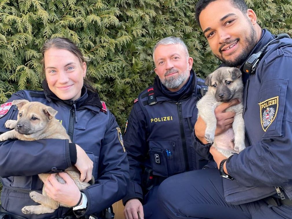 In Perchtoldsdorf wurden zwei ausgesetzte Welpen gefunden. In Perchtoldsdorf wurden zwei ausgesetzte Welpen gefunden.