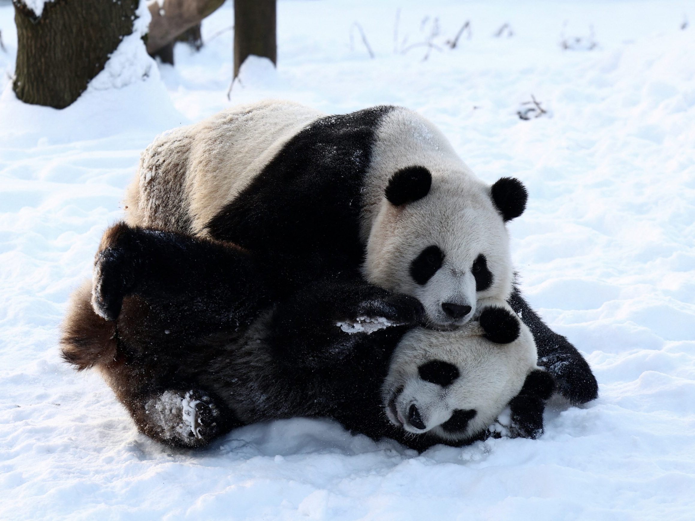 Pandas haben Spaß im Schnee.
