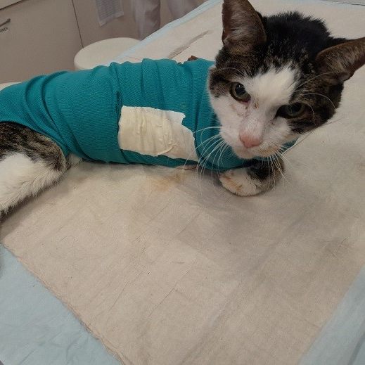 Die Samtpfote wurde operiert und befindet sich auf dem Weg der Besserung.