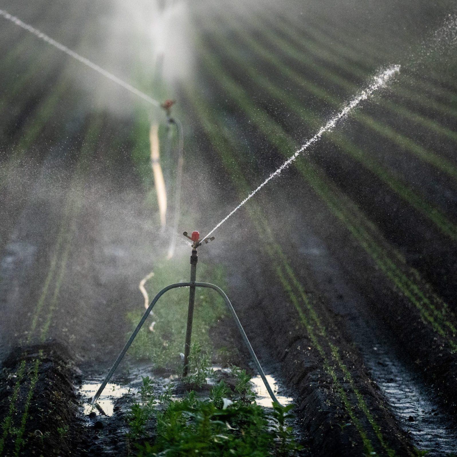 Die Bewässerung in der NÖ Landwirtschaft könnte künftig zur Herausforderung werden.