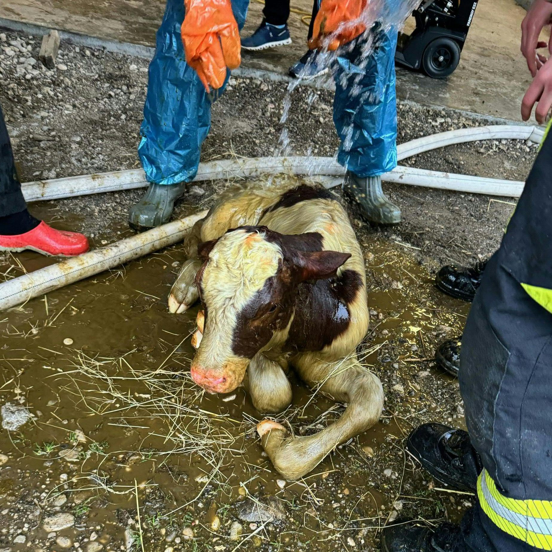 Das neugeborene Kalb wurde aus einer Jauchegrube gerettet.