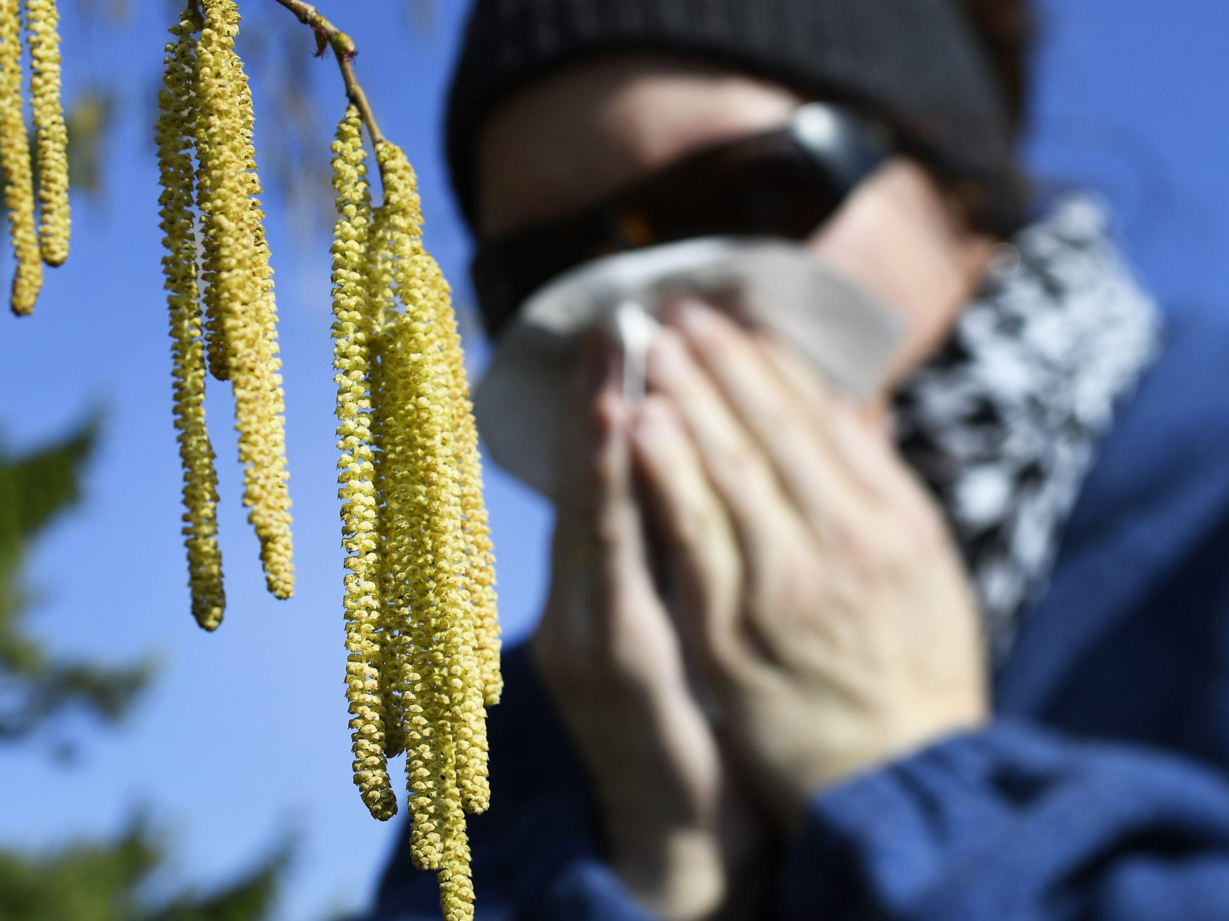 Die Haselpollen sorgen bei vielen Allergikern für den alljährlichen Heuschnupfen im Frühjahr.
