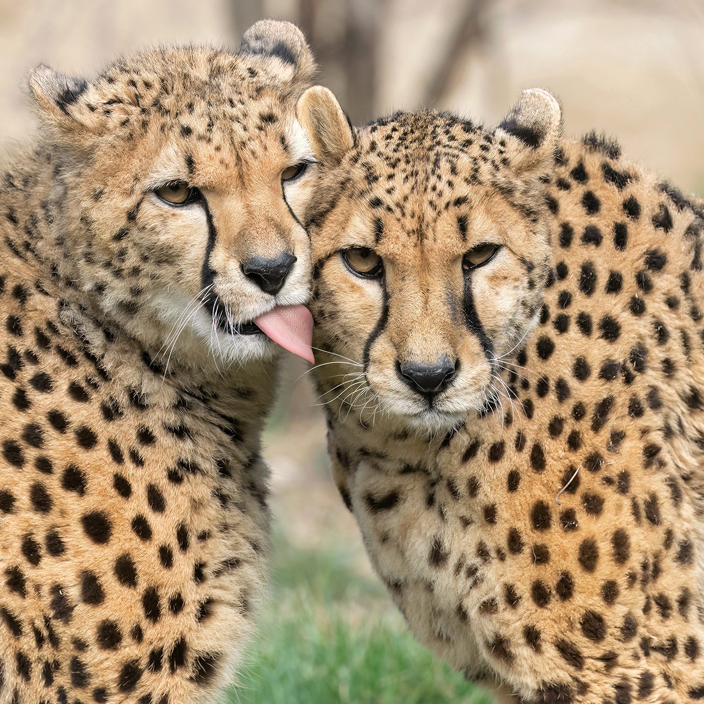 Im Wiener Zoo Schönbrunn werden die Geparden erforscht.