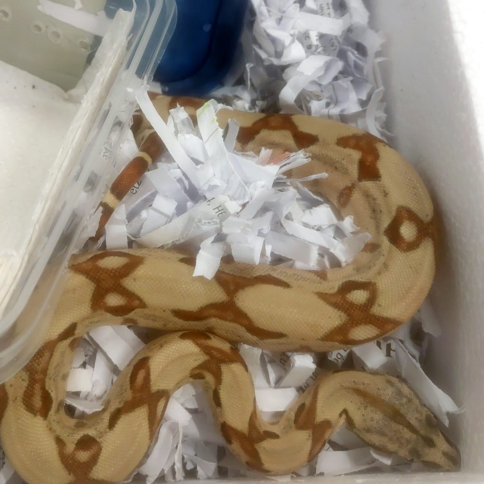 Diese Boa constrictor wurde unterkühlt in einem Paket in einem Kärntner Verteilerzentrum gefunden.
