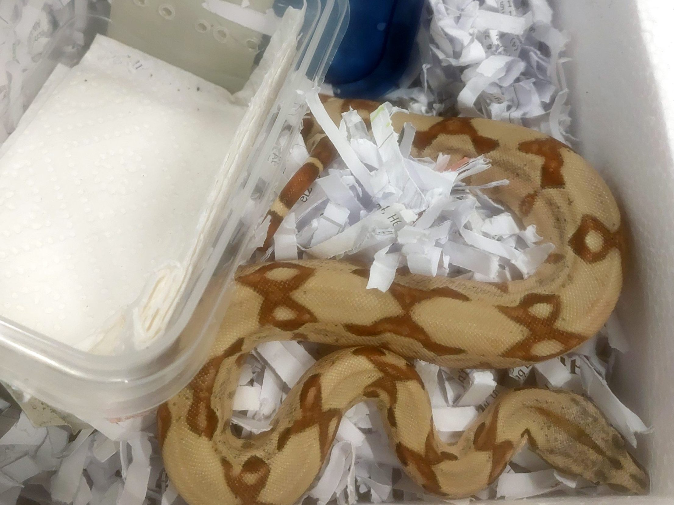 Diese Boa constrictor wurde unterkühlt in einem Paket in einem Kärntner Verteilerzentrum gefunden. Diese Boa constrictor wurde unterkühlt in einem Paket in einem Kärntner Verteilerzentrum gefunden.