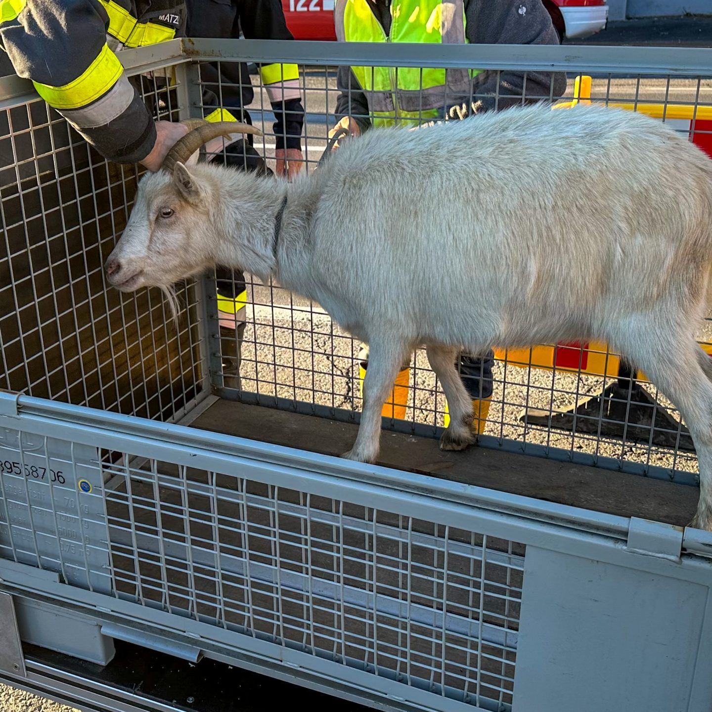 Die ausgebüxten Ziegen legten einen längeren Fußmarsch zurück.