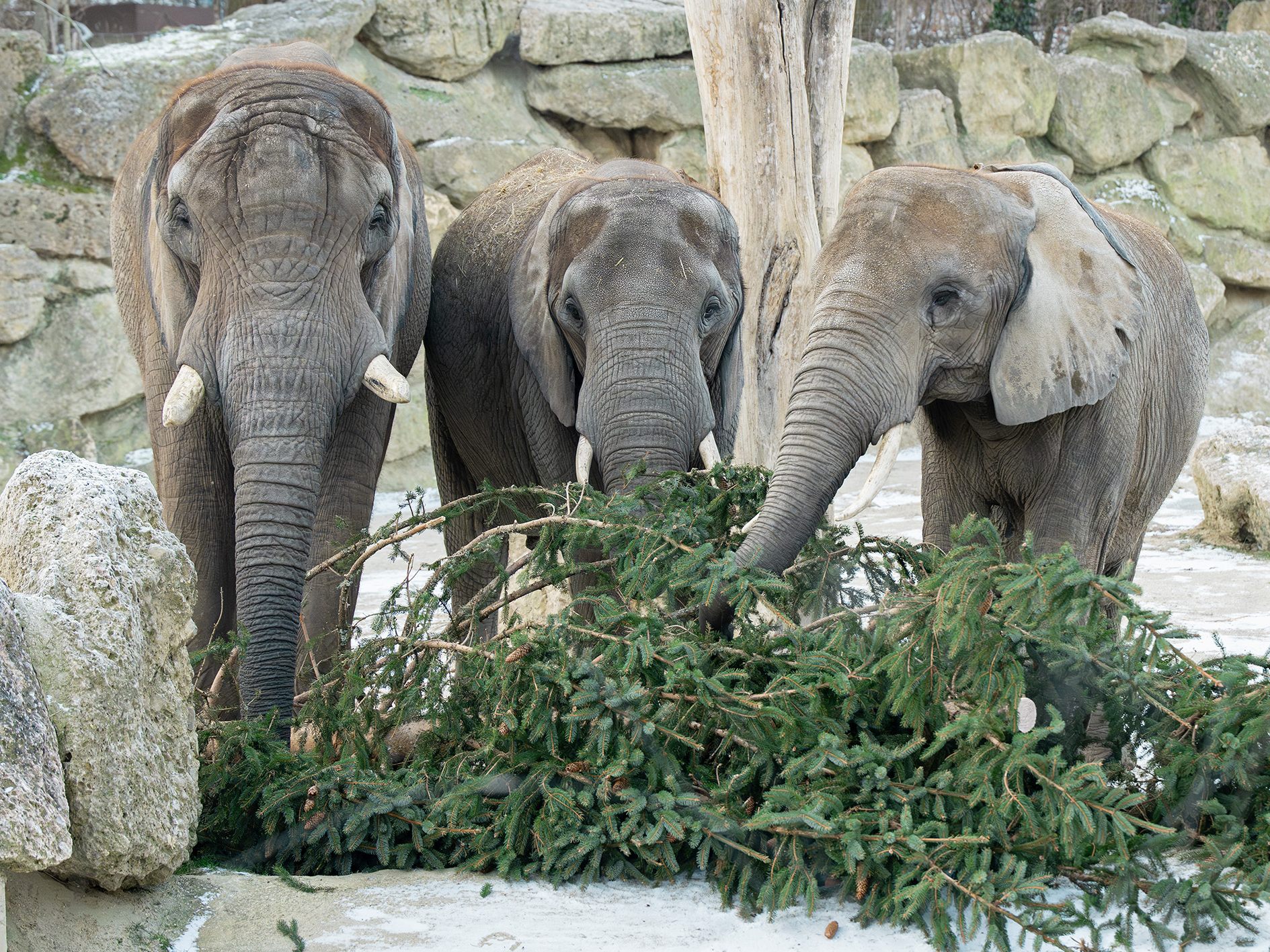 Wie bereits seit 2008 üblich, wurde der Christbaum vor dem Wiener Schloss Schönbrunn an die Elefanten im Zoo übergeben. Wie bereits seit 2008 üblich, wurde der Christbaum vor dem Wiener Schloss Schönbrunn an die Elefanten im Zoo übergeben.