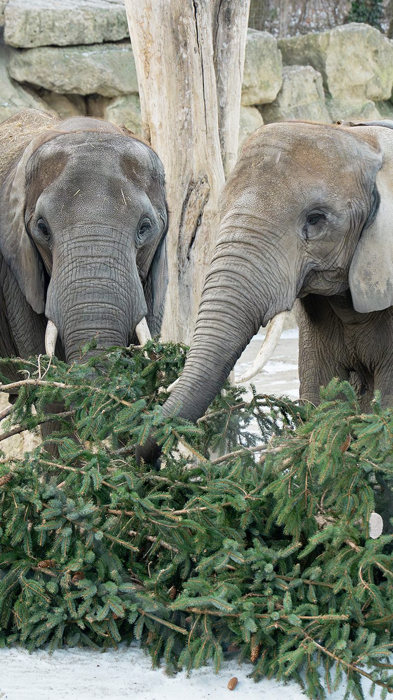 Wie bereits seit 2008 üblich, wurde der Christbaum vor dem Wiener Schloss Schönbrunn an die Elefanten im Zoo übergeben.