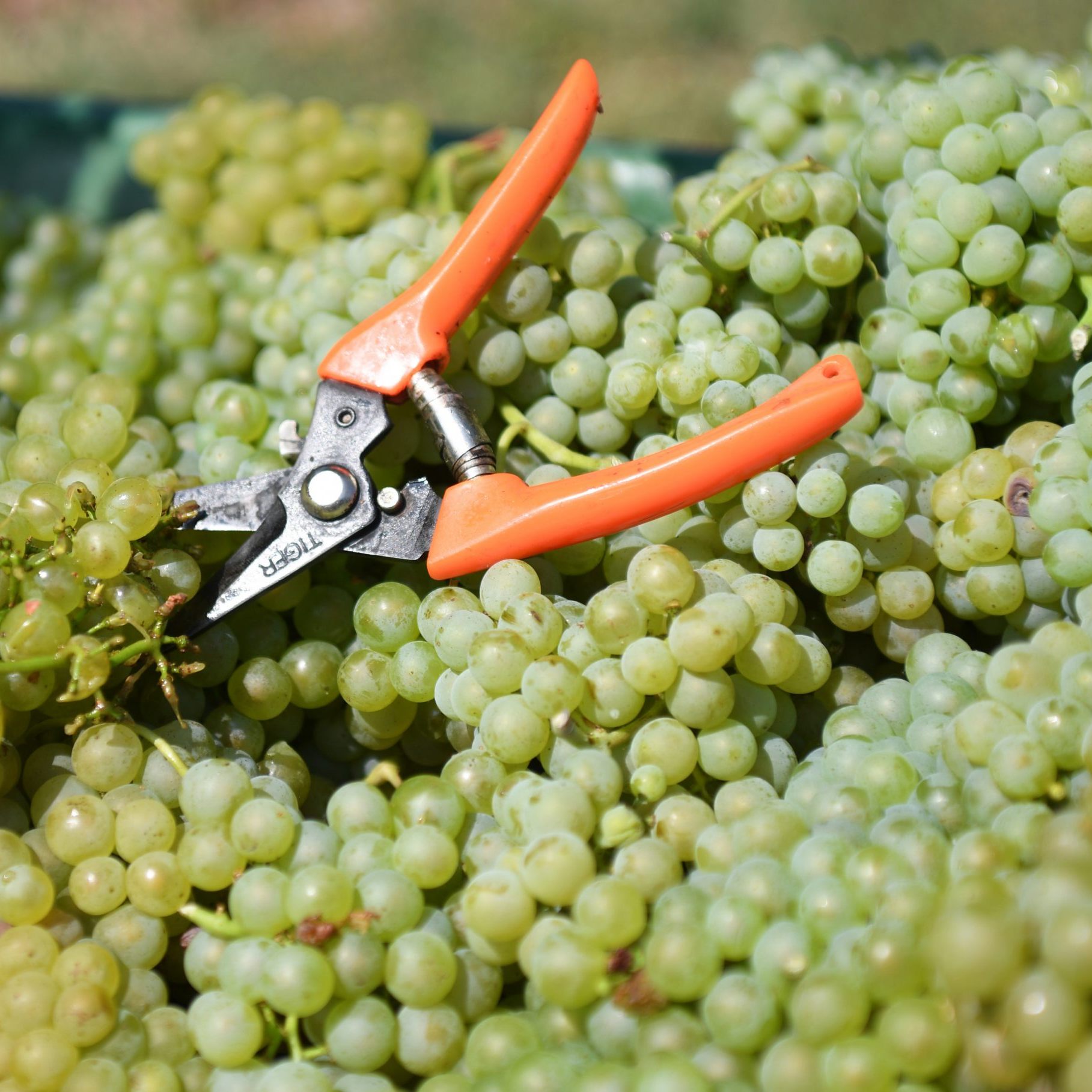 Brutto-Mindestlohn von Beschäftigten in Weinbaubetrieben nun bei 2.000 Euro.