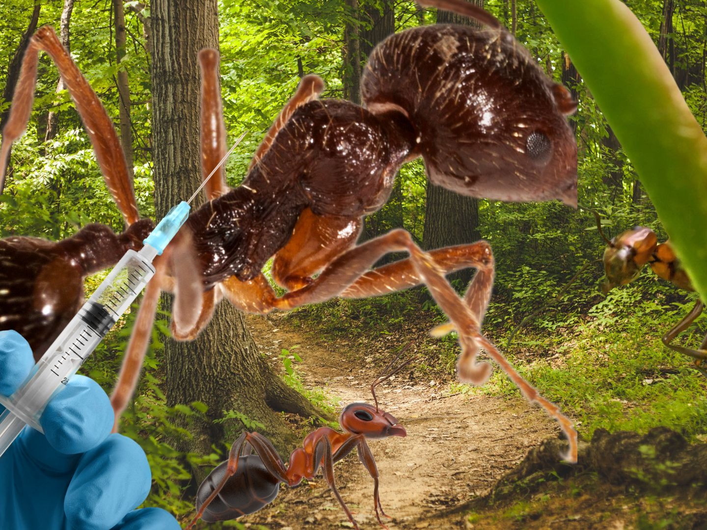 Afrikanische Matabele-Ameisen, die ihre eigenen Wunden heilen, könnten Wissenschaftlern wichtige Hinweise für die Entwicklung neuer Antibiotika gegen multiresistente Keime geben.