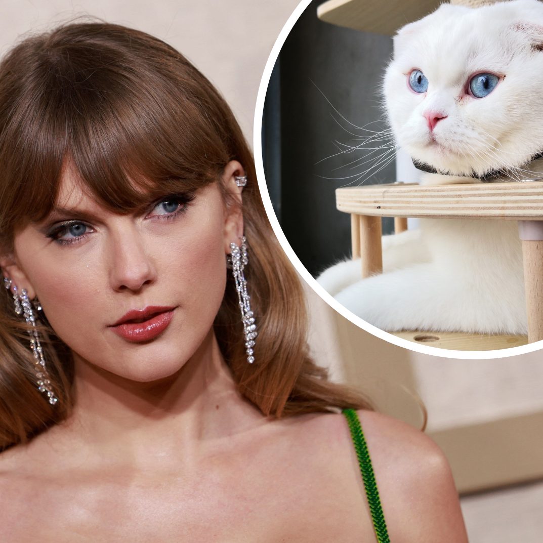 Taylors Katze ist richtig dick im Geschäft.