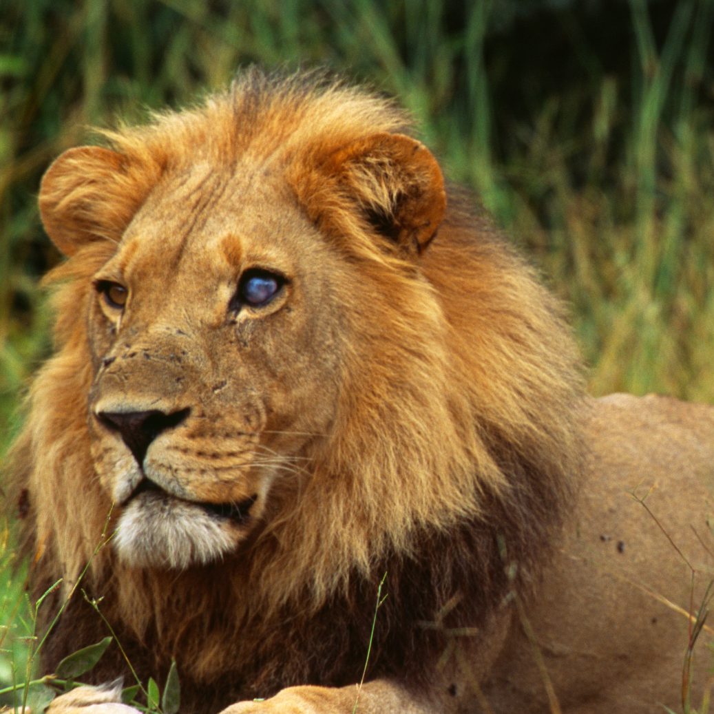 Die Löwenbrüder Spartacus und Tiberius mussten eingeschläfert werden.