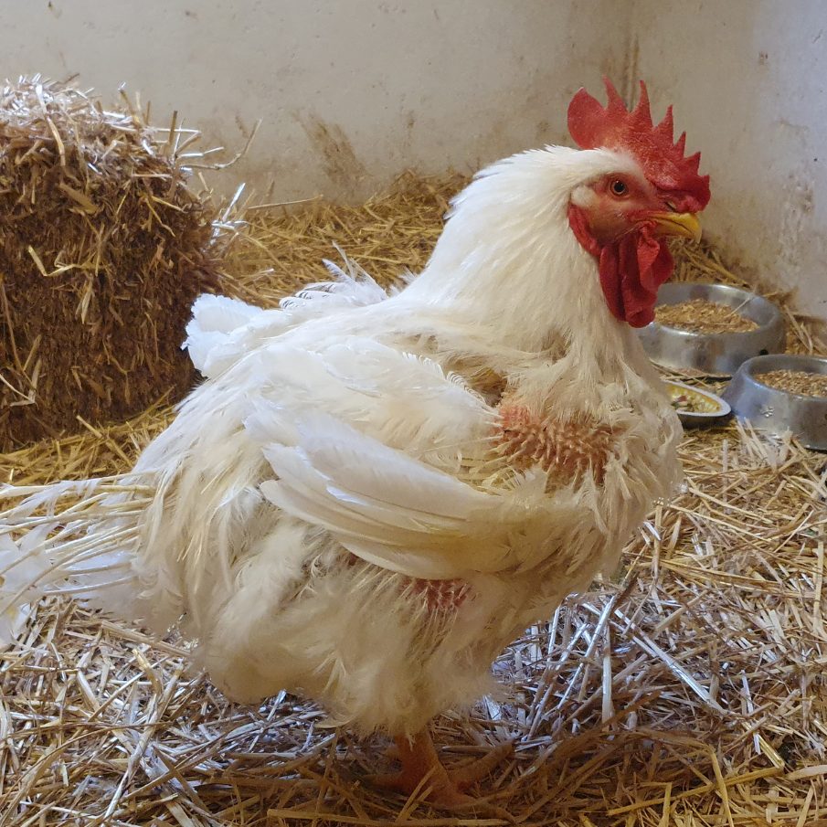 Zwei Masthühner wurden aus einer Wohnung befreit.