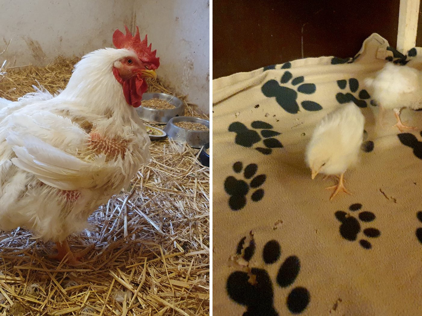 Zwei Masthühner wurden aus einer Wohnung befreit. Zwei Masthühner wurden aus einer Wohnung befreit.