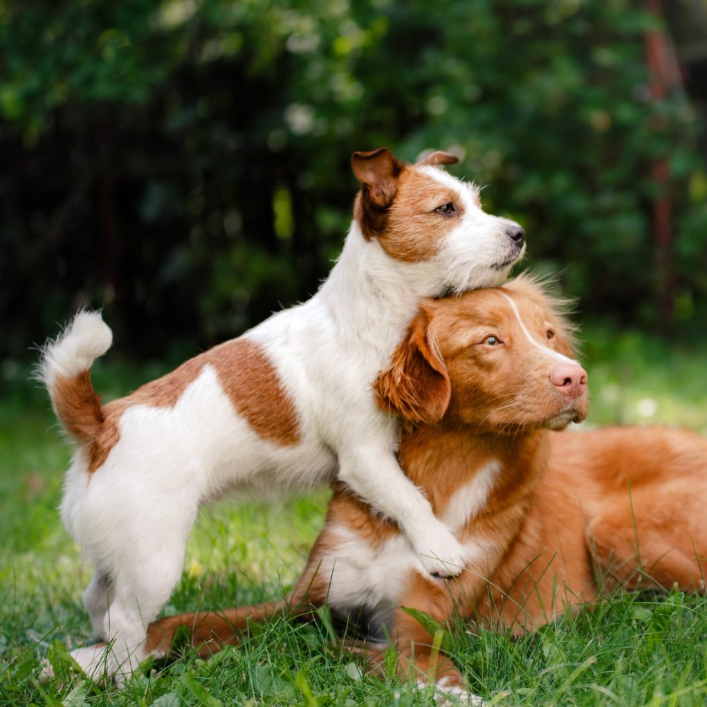Aus diesem Grund könnten Hunde mit dem Schwanz wedeln.