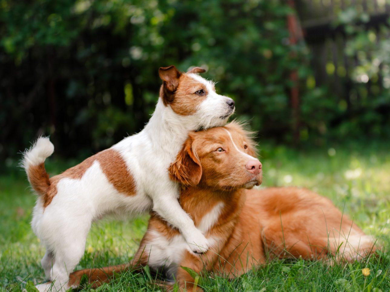 Aus diesem Grund könnten Hunde mit dem Schwanz wedeln.