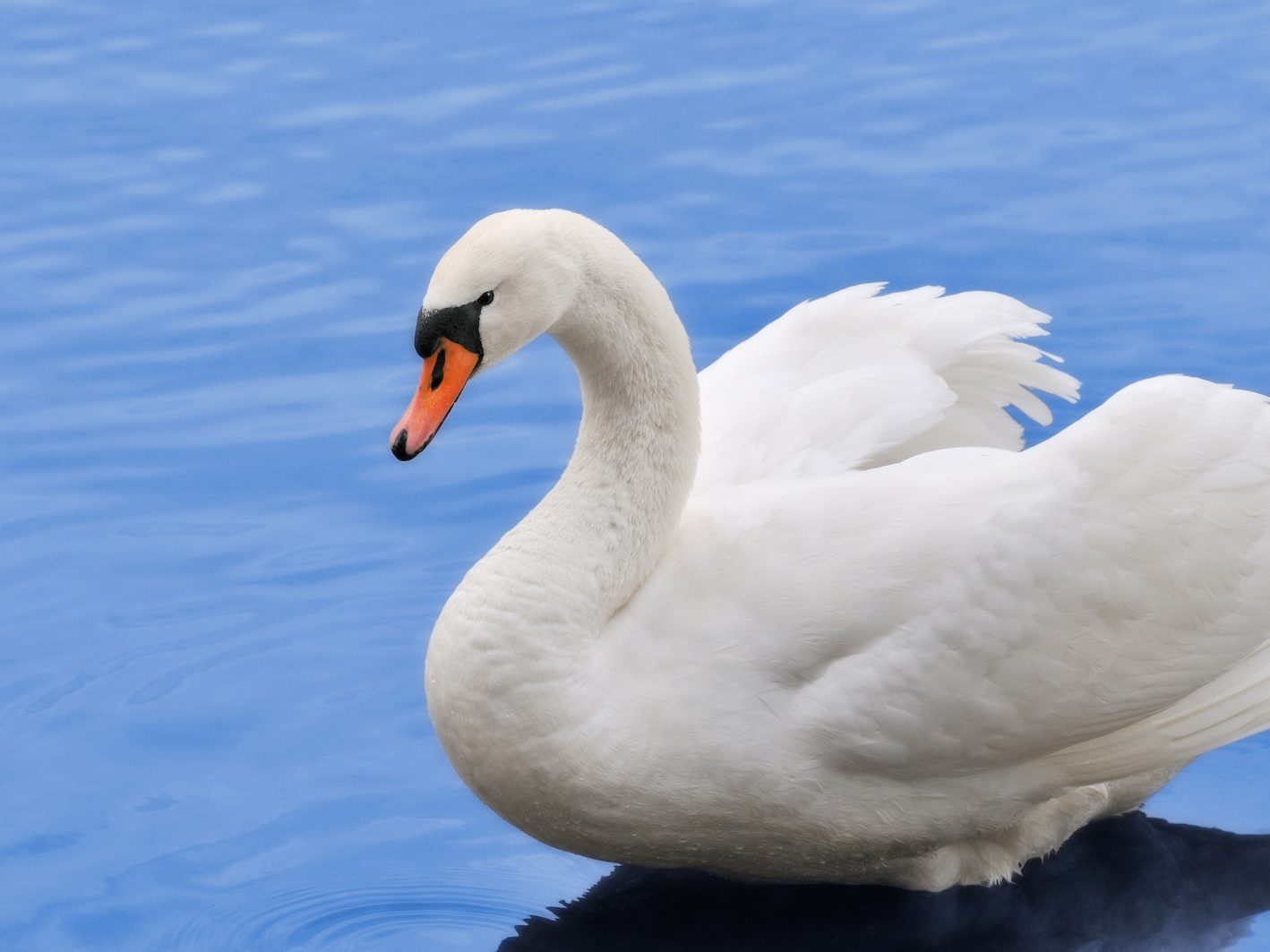 Ein Schwan verirrte sich im Innviertel auf eine stark befahrene Straße.