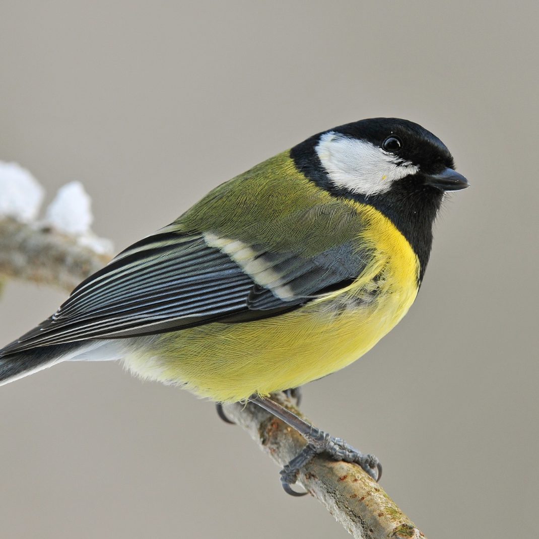 Die Wintervogelzählung hat einen Teilnahmerekord verbucht.