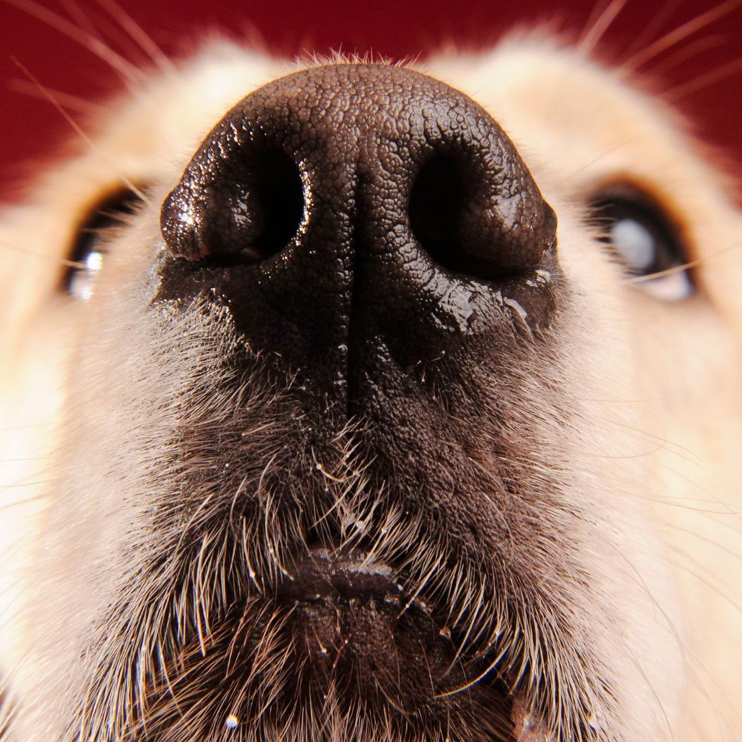 Darum haben Hunde immer nasse Nasen.