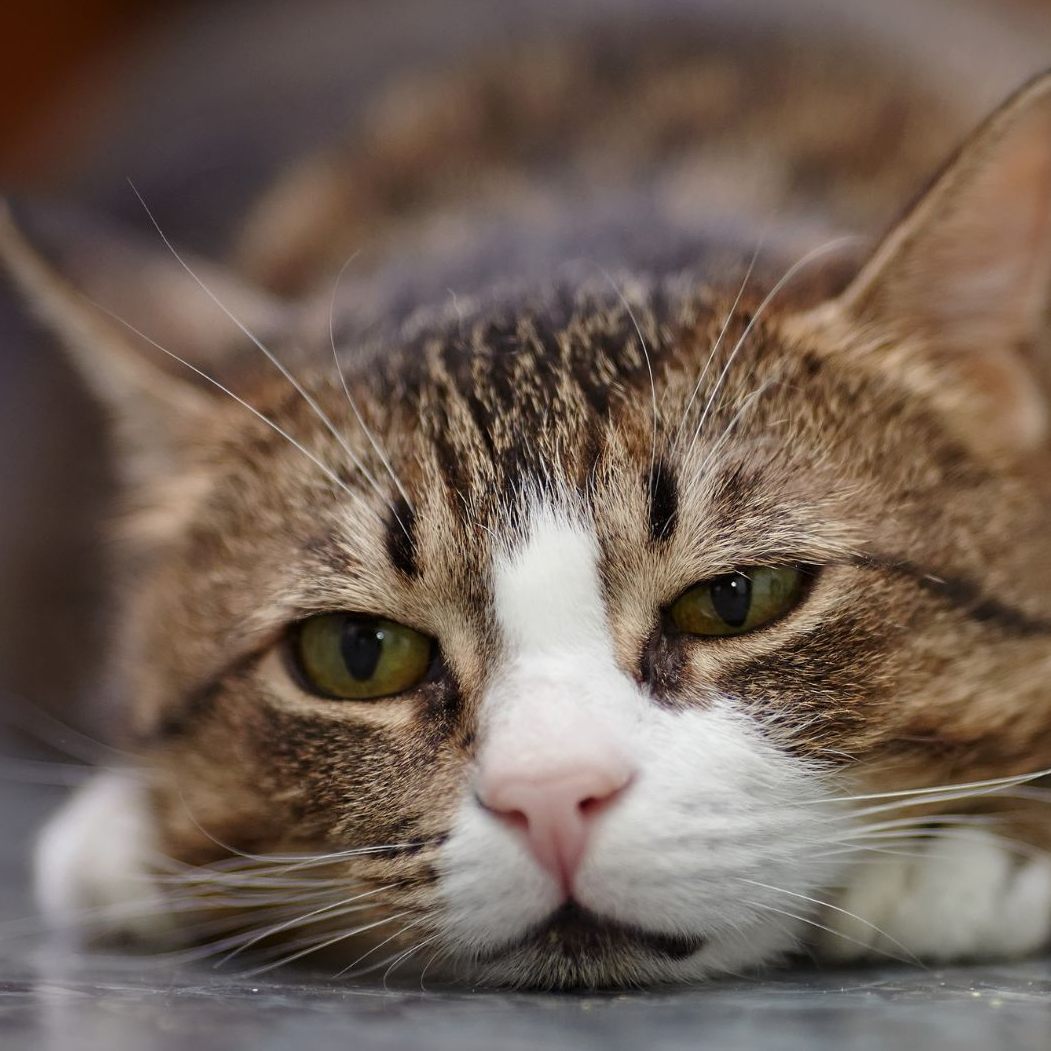 Das sind fünf Anzeichen für Depressionen bei Katzen.