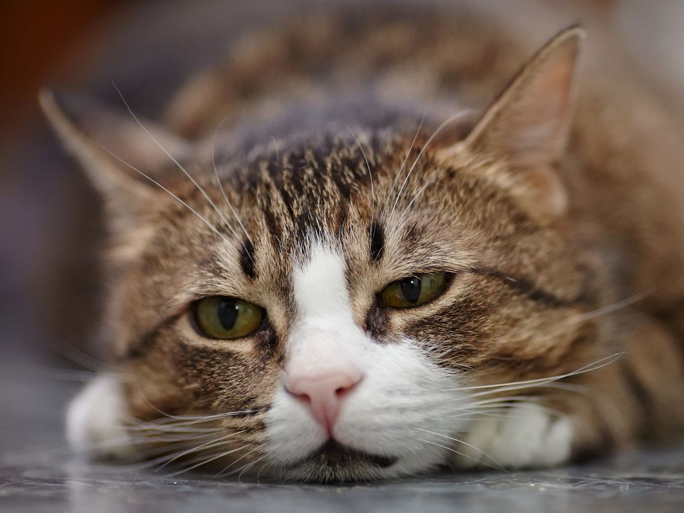 Das sind fünf Anzeichen für Depressionen bei Katzen. Das sind fünf Anzeichen für Depressionen bei Katzen.