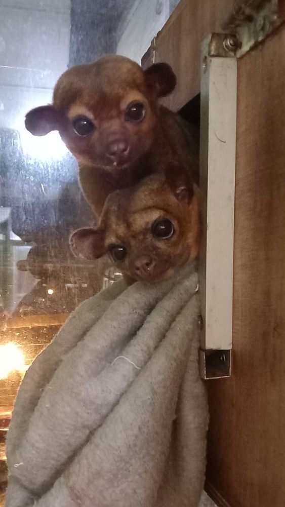 Die Wickelbären "Alt", "Upp" und "Ebca" fühlen sich beim Tierschutz Austria sichtlich wohl.