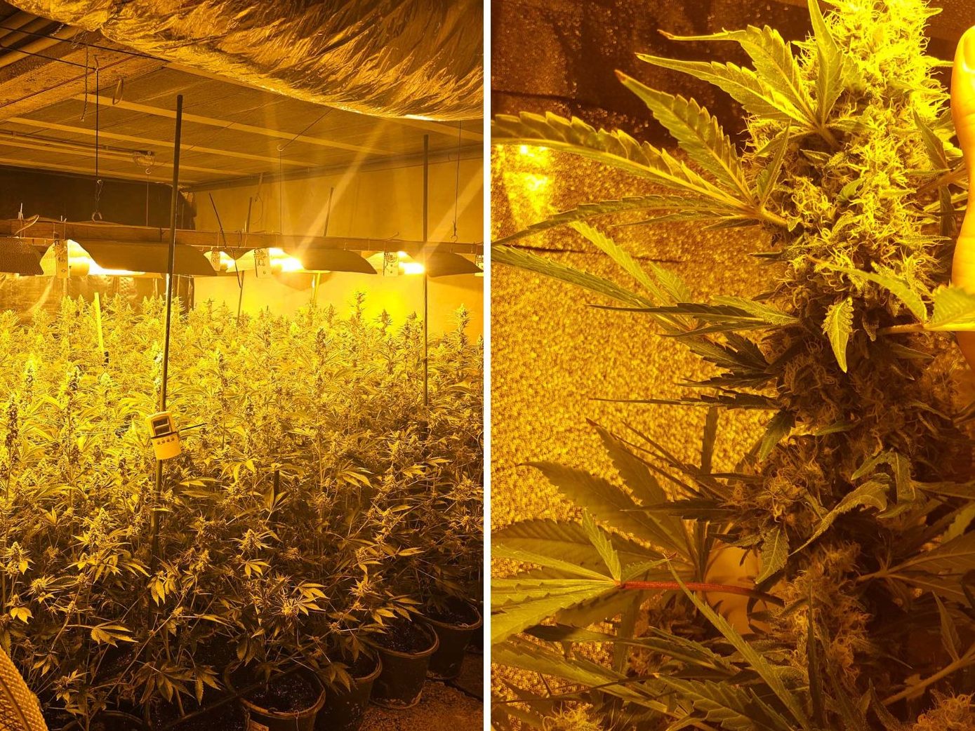 Die Polizei forschte in Niederösterreich zwei Cannabisplantagen aus. Die Polizei forschte in Niederösterreich zwei Cannabisplantagen aus.