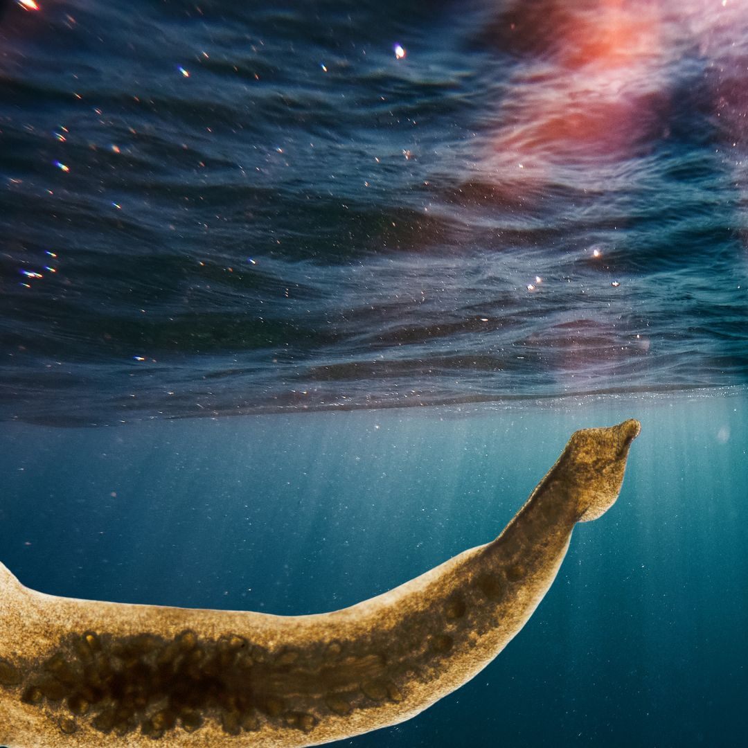 Vor langer Zeit wurde die Erde von riesigen, fleischfressenden Würmern beherrscht.