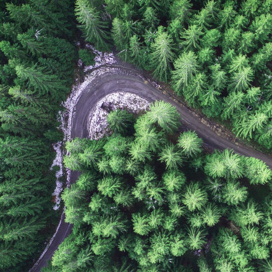 Am starken Ausbau der Forststraßen in Österreich wird Kritik geübt.