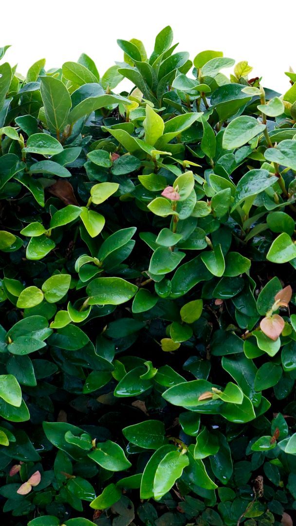 "Im Gebüsch" heißt das neue Album von Dorau.