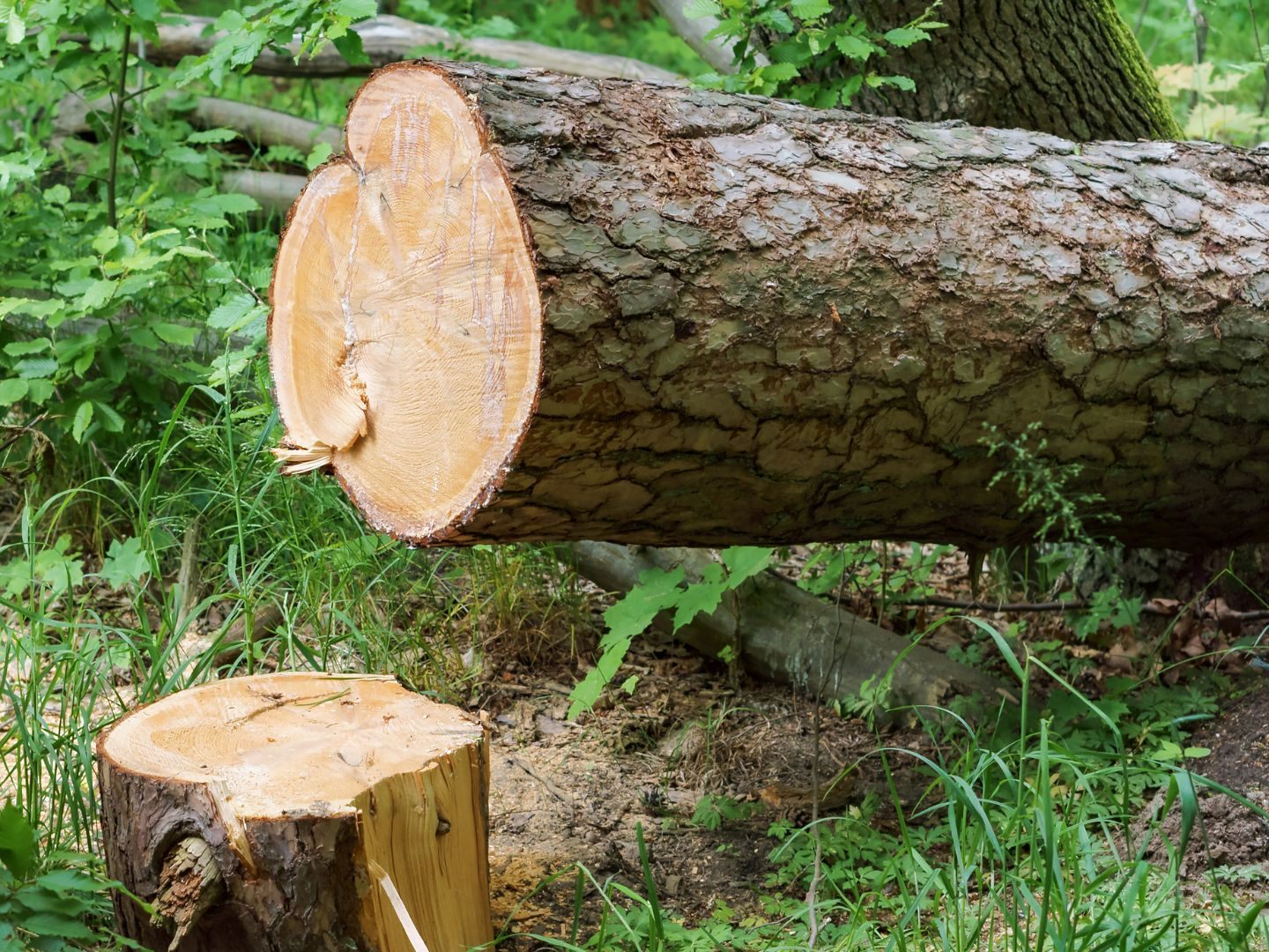 Der 30-Jährige wurde vermutlich von einem Baum erschlagen. Der 30-Jährige wurde vermutlich von einem Baum erschlagen.