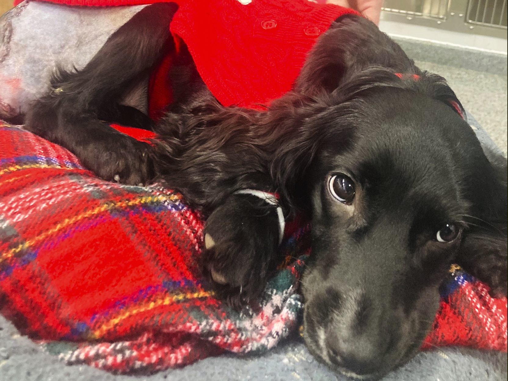 Ariels überflüssige Beine wurden bei einer Operation entfernt.