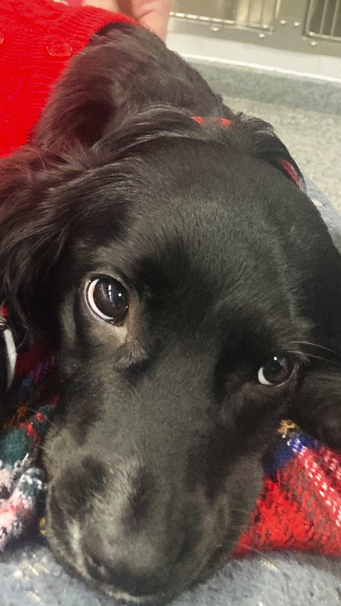 Ariels überflüssige Beine wurden bei einer Operation entfernt.