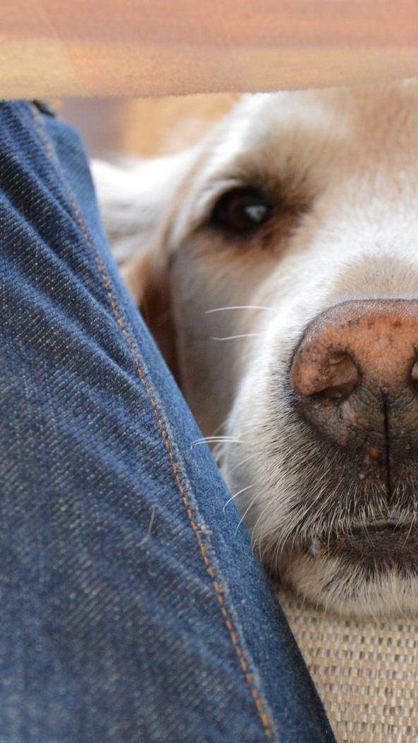 Menschliche Genitalien wirken auf Hunde anziehend.