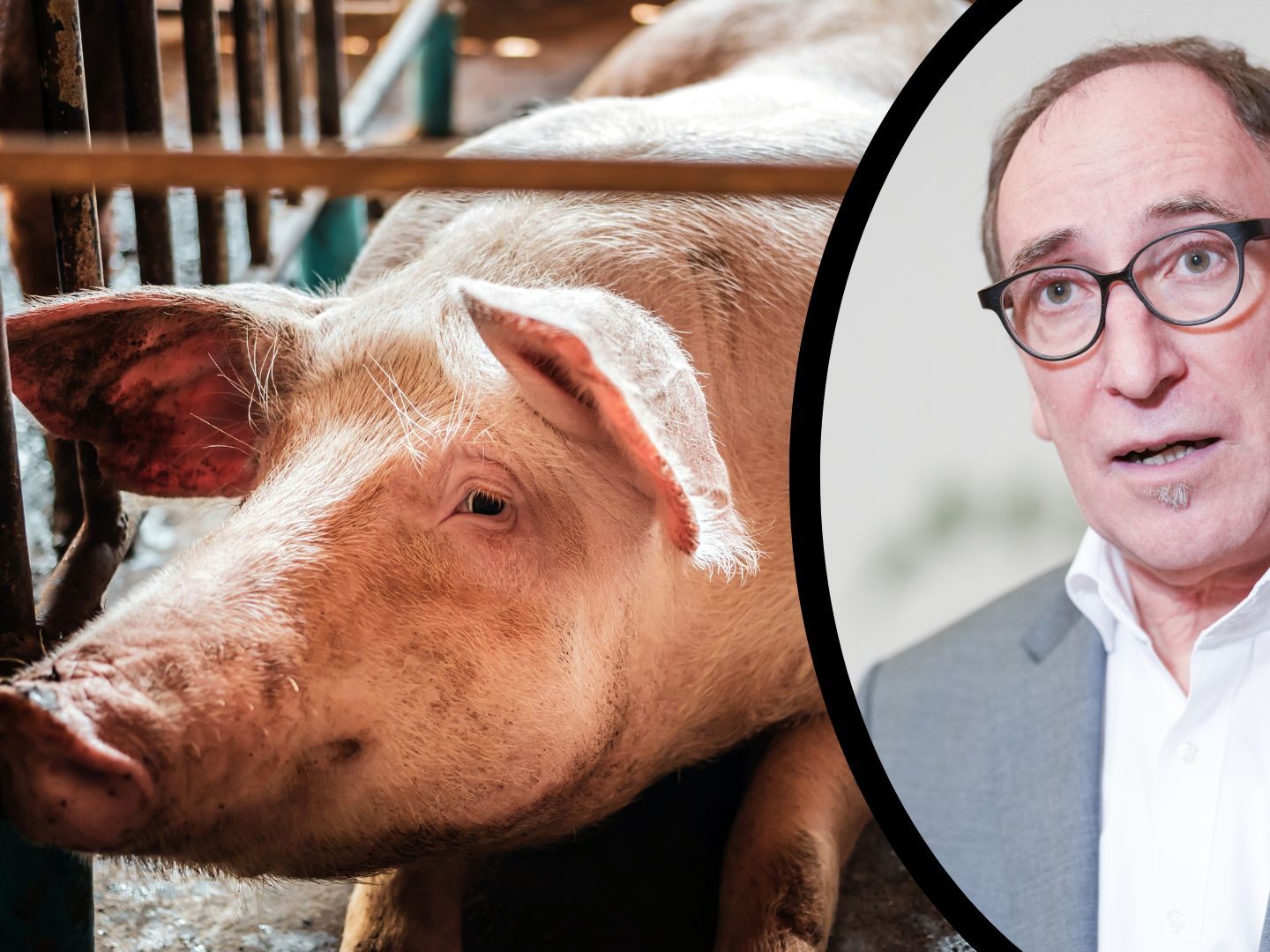 Minister Rauch hat einen Drei-Punkte-Plan für ein Vollspaltenbodenverbot aufgestellt.