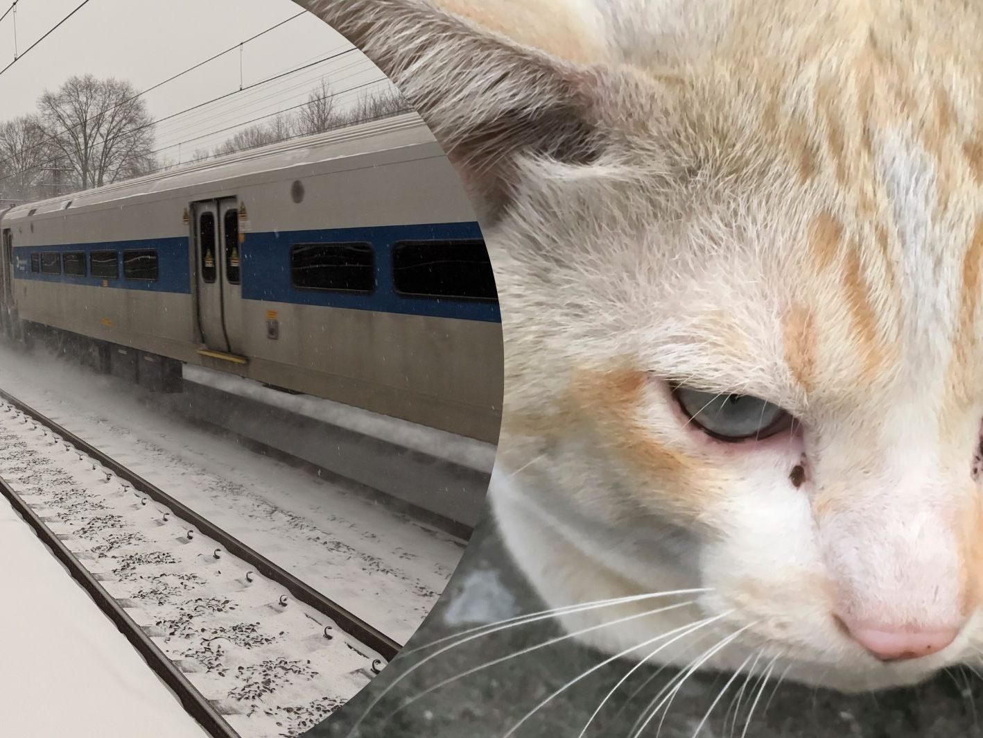 Kater wurde einfach aus dem Zug geworfen und starb