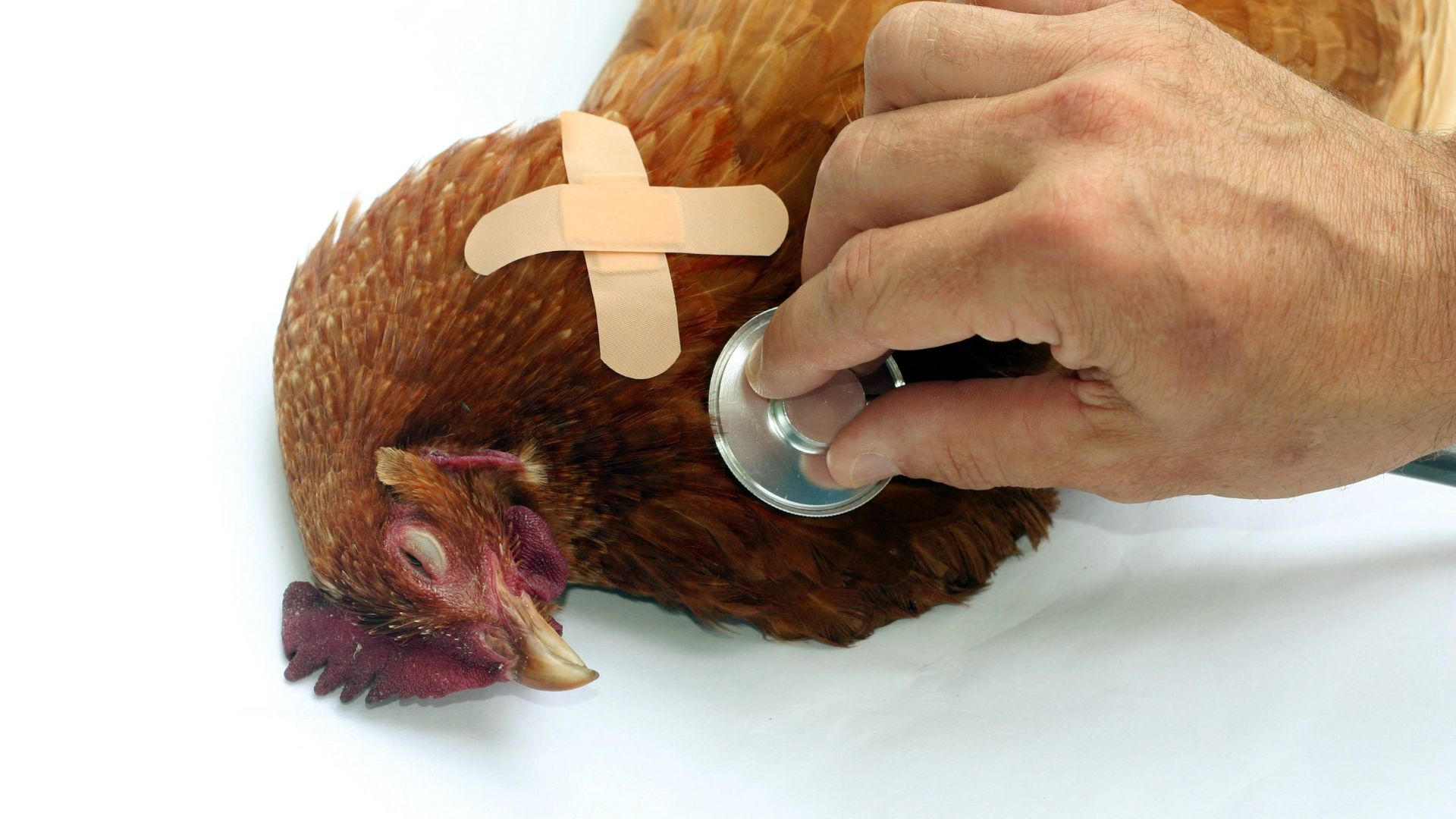 Die Vogelgrippe tritt in Österreich in verschiedenen Regionen auf, und es gibt Gebiete mit erhöhtem und stark erhöhtem Risiko. In diesen Gebieten gelten zusätzliche Sicherheitsmaßnahmen Die Vogelgrippe tritt in Österreich in verschiedenen Regionen auf, und es gibt Gebiete mit erhöhtem und stark erhöhtem Risiko. In diesen Gebieten gelten zusätzliche Sicherheitsmaßnahmen