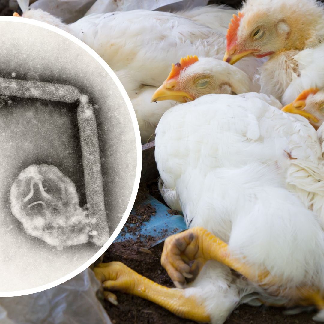 H5N1 betrifft hauptsächlich Vögel, insbesondere Geflügel wie Hühner und Enten. Es hat das Potenzial, auch Säugetiere, einschließlich Menschen, zu infizieren, obwohl solche Fälle selten sind.