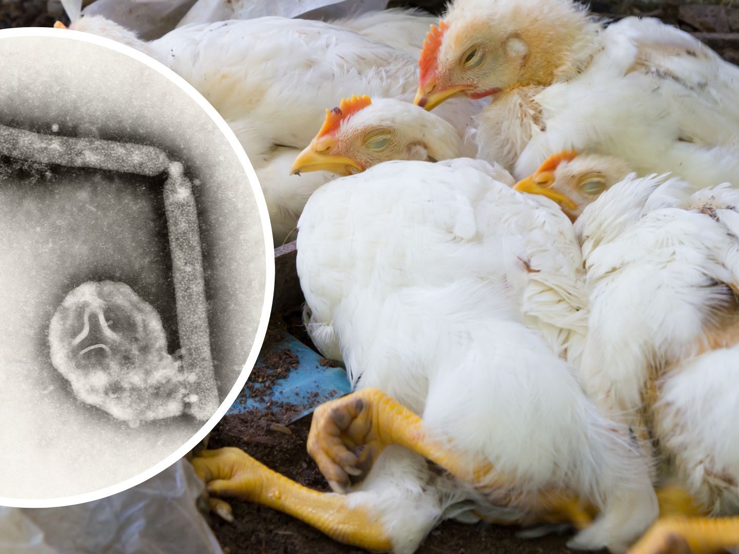 H5N1 betrifft hauptsächlich Vögel, insbesondere Geflügel wie Hühner und Enten. Es hat das Potenzial, auch Säugetiere, einschließlich Menschen, zu infizieren, obwohl solche Fälle selten sind. H5N1 betrifft hauptsächlich Vögel, insbesondere Geflügel wie Hühner und Enten. Es hat das Potenzial, auch Säugetiere, einschließlich Menschen, zu infizieren, obwohl solche Fälle selten sind.